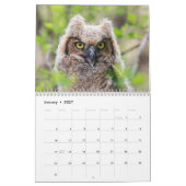2027 Greifvögel von New York | Wildlife-Fotografie Kalender (Jan 2027)