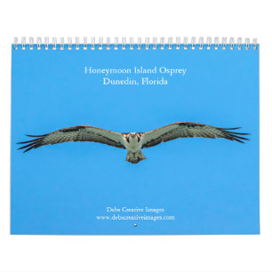 2027 Honeymoon Island Fischadler Floridas Wildti Kalender