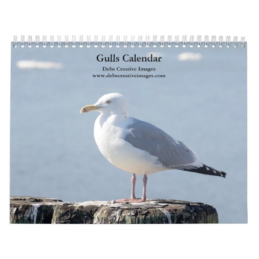 2027 Hudson River Möwen | Tierfotografie Kalender (Titelbild)