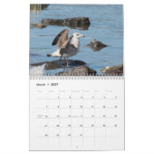 2027 Hudson River Möwen | Tierfotografie Kalender (Mär 2027)