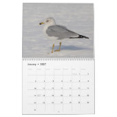 2027 Hudson River Möwen | Tierfotografie Kalender (Jan 2027)