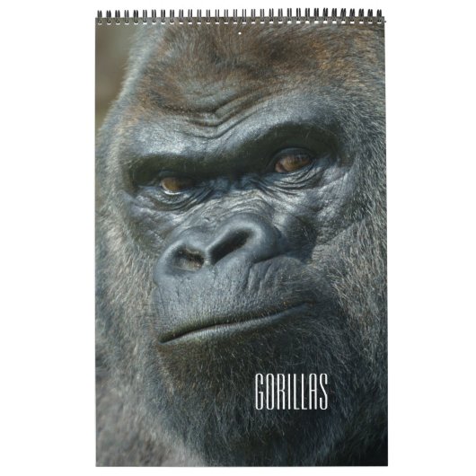 2027 Immerwährende Twycross-Gorilla-Familie Kalender (Titelbild)
