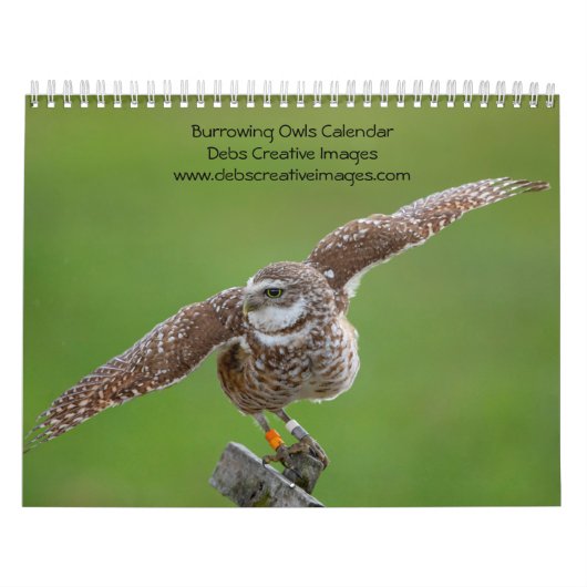 2027 Kaninchenkauz | Florida Wildlife-Fotografie Kalender (Titelbild)