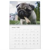 2027 Kostbare Möpse Kalender (Jan 2027)