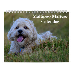 2027 Maltipoo Malteser Welpe Kalender