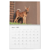 2027 Nordamerikanische Tierwelt | Wilde Tiere Kalender (Mär 2027)