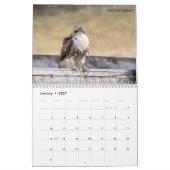 2027 Raubvögel Nordamerikas, Greifvögel Foto Kalender (Jan 2027)