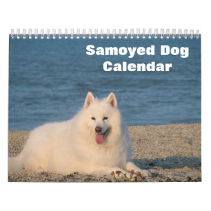 2027 Samojede-Hund Kalender