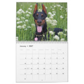 2027 Schöne Dobermänner Kalender (Jan 2027)