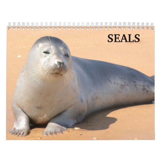 2027 Seelöwen Robben Kalender (Titelbild)