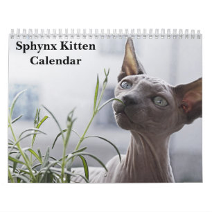 2027 Sphynx Kätzchen Kalender