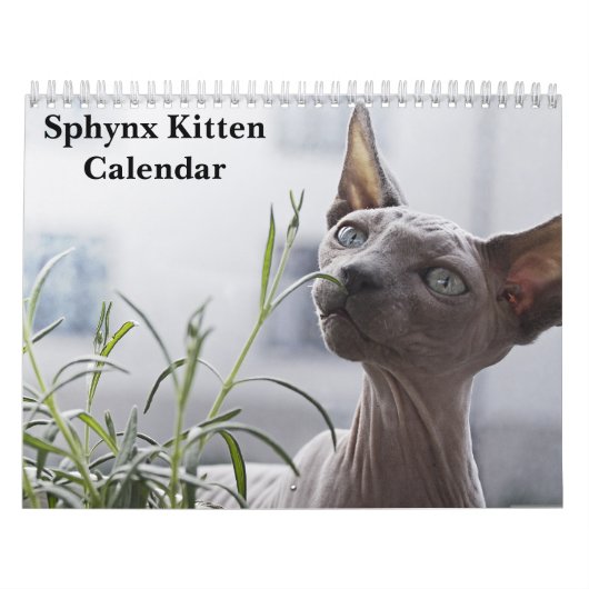 2027 Sphynx Kätzchen Kalender (Titelbild)
