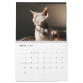 2027 Sphynx Kätzchen Kalender (Feb 2027)