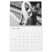 2027 Sphynx Kätzchen Kalender (Mär 2027)