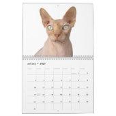 2027 Sphynx Kätzchen Kalender (Jan 2027)