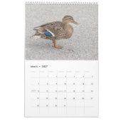 2027 Stockenten aus New York | Wildtiere Kalender (Mär 2027)