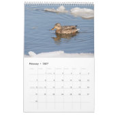 2027 Stockenten aus New York | Wildtiere Kalender (Feb 2027)