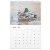 2027 Stockenten aus New York | Wildtiere Kalender (Jan 2027)
