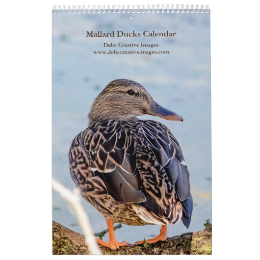 2027 Stockenten aus New York | Wildtiere Kalender (Titelbild)