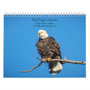 2027 Weißkopfseeadler   Amerikanische Tierwelt Kalender