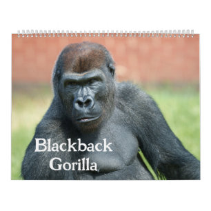 2027 Zeitloser Lope Western Flachlandgorilla Kalender