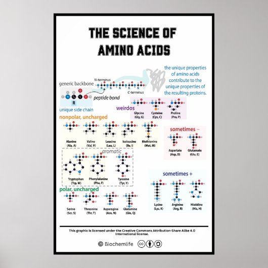 20 Aminosäuren mit ihren Eigenschaften Poster (Vorne)