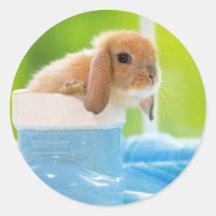 20_baby_animal (4) BABY BUNNY RABBIT blaue Grüntön