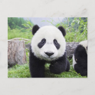 20_baby_animal (9) NIEDLICH PANDA CUB WILD TIERE Postkarte