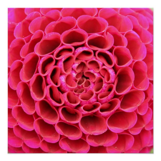 20"x20", Poster Paper (Semi-Gloss) Hot Pink Blume (Vorderseite)