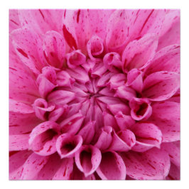 20"x20", Poster Paper (Semi-Gloss), rosa Blume