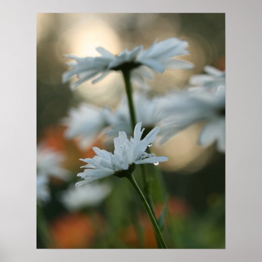 20" x 16", Value Poster Paper (Matte) (Vorne)