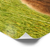 20" x 26,67" Glossy Poster des Grizzlybären (Ecke)