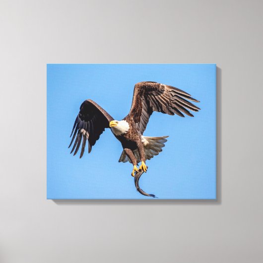 20x16 Adler mit Fisch Leinwanddruck (Vorderseite)