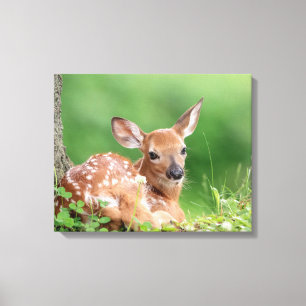 20x16 Adorable Fawn unter einem Baum Leinwanddruck
