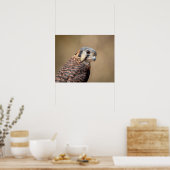 20x16 amerikanisches Kestrel Poster (Küche)