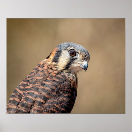 20x16 amerikanisches Kestrel Poster (Vorne)