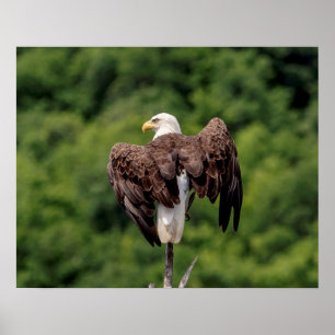 20x16 Bald Adler auf einem Zweig Poster