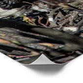 20x16 Bald Adler mit ihrem Baby Poster (Ecke)