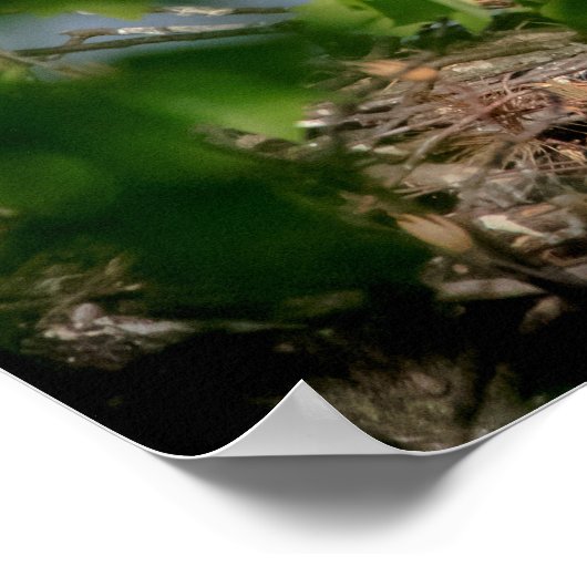 20x16 Bald-Adler verlassend Nest Poster (Ecke)