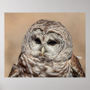 20x16 Barrierenschüssel Poster