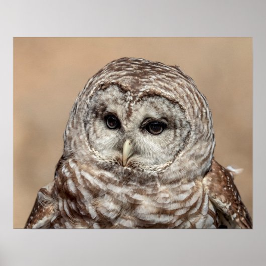 20x16 Barrierenschüssel Poster (Vorne)