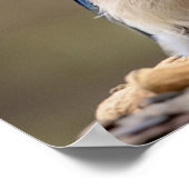 20x16 Blue Jay mit Erdnuss Poster (Ecke)