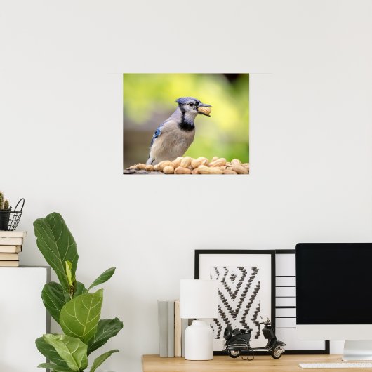 20x16 Blue Jay mit Erdnuss Poster (Heimbüro)