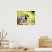 20x16 Blue Jay mit Erdnuss Poster (Küche)