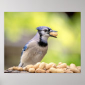 20x16 Blue Jay mit Erdnuss Poster (Vorne)