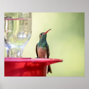 20x16 Buff-beladener Kolibri in Texas Poster
