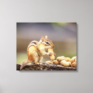20x16 Chipmunk mit Erdnuss Leinwanddruck