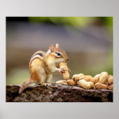 20x16 Chipmunk mit Erdnuss Poster (Vorne)