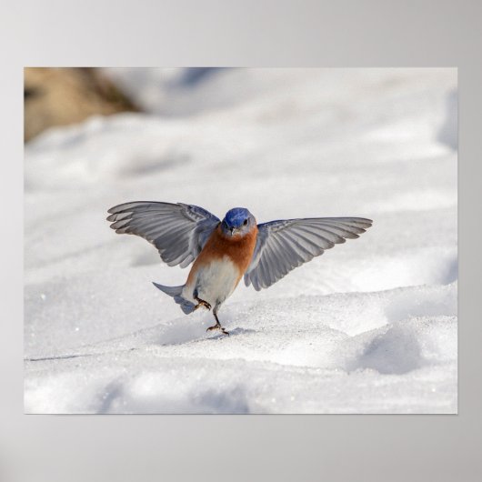 20x16 Eastern Bluebird tanzen im Schnee Poster (Vorne)