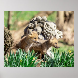 20x16 Fox Kits im Hudson Valley Poster
